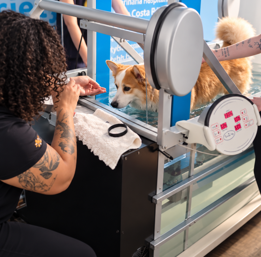 Acompanhamento de um cão durante sessão de fisioterapia aquática